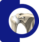 Shoulder